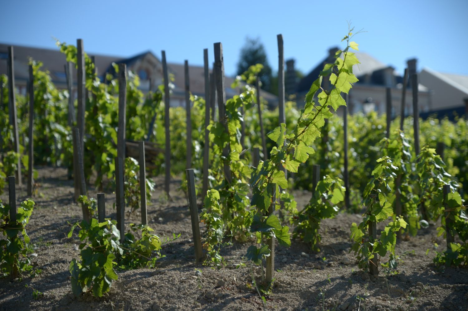 | Bollinger Vignes The Françaises Vieilles Champagne