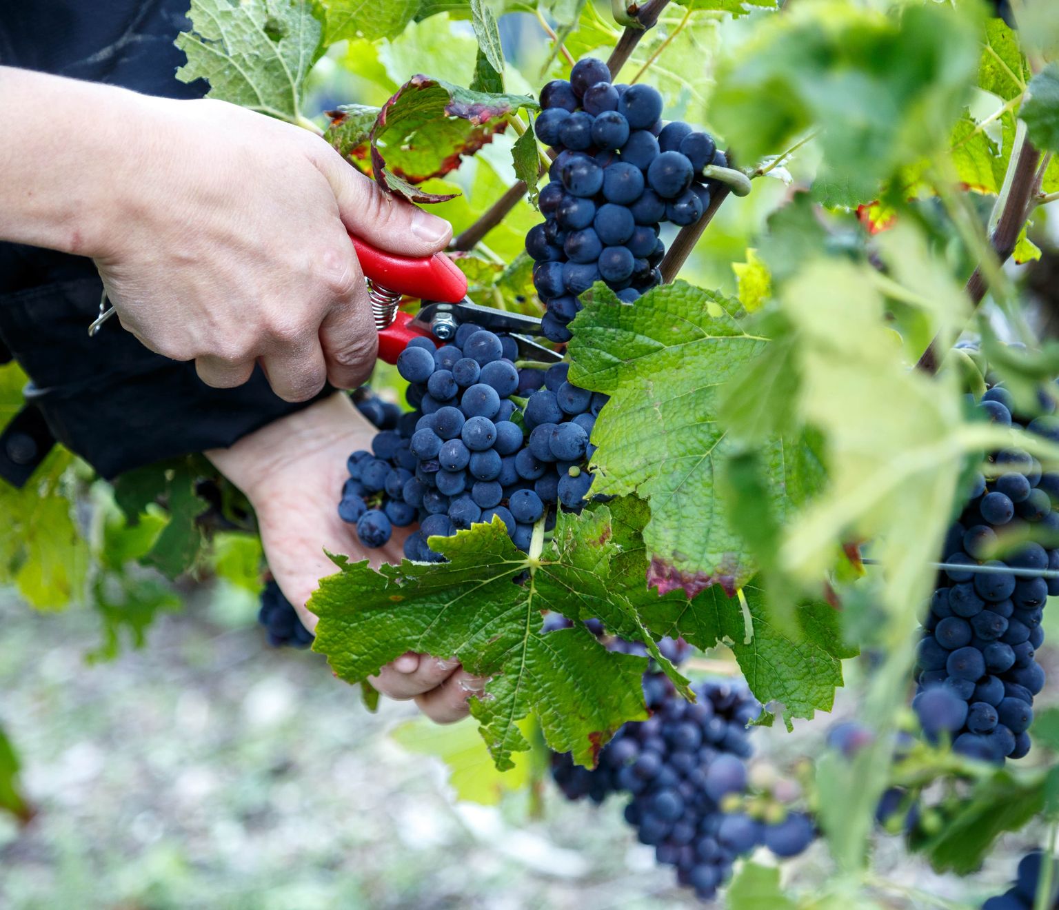 Bollinger_vendanges_2015-25-min.jpg